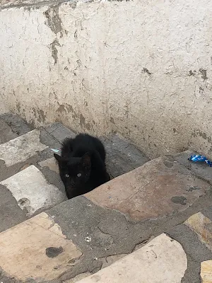Sidi Bou Saïdの黒猫