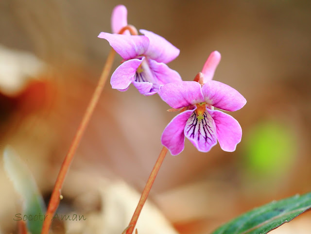 Viola violacea