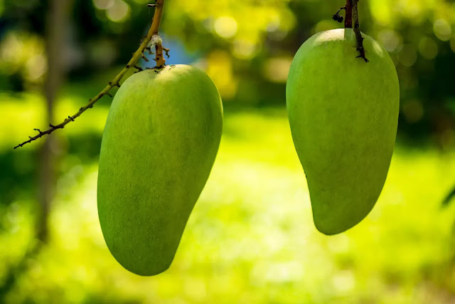 Mango Fruits helps  problem of dehydration in summer