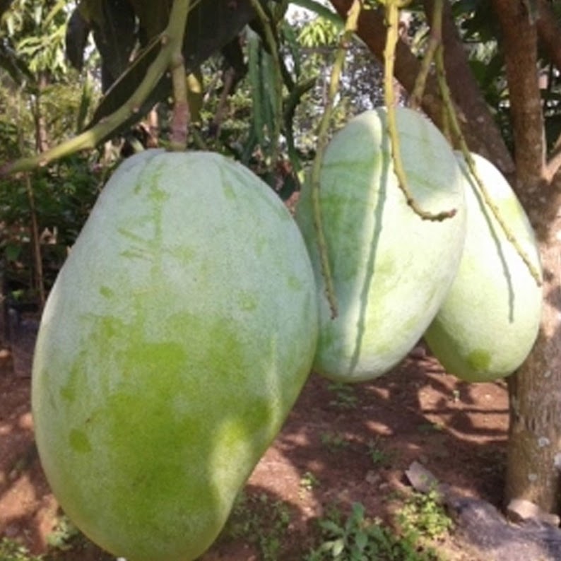 mangga gajah jawa barat