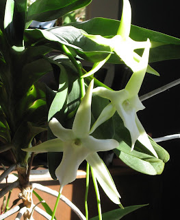 Angraecum Orkid