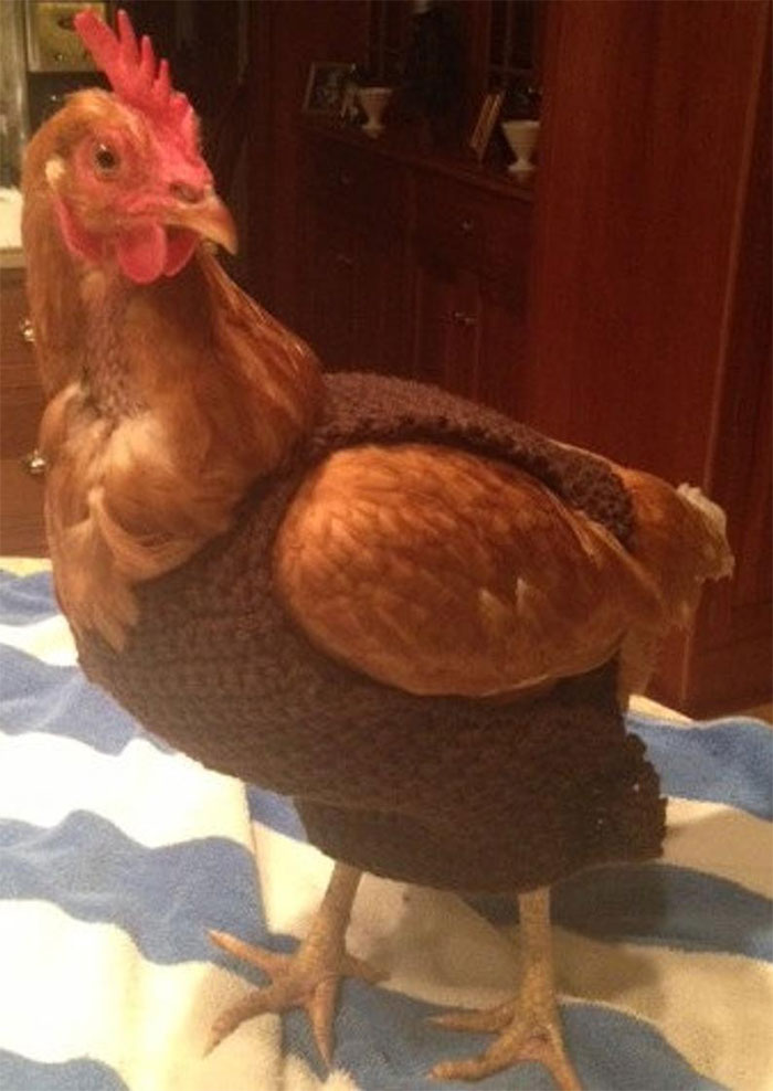 These Fashionable Chickens Are Ready For Fall With Their Stylish Knitted Outfits