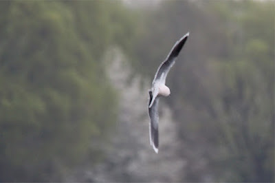 little gull in flight