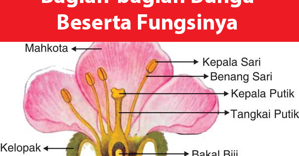 9 Bagian  Penting Bunga  dan  Fungsinya  Freedomsiana