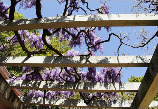 jardim serralves  - glicinias