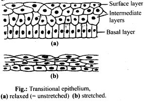 Solutions Class 11 Biology Chapter -7 (Structural Organisation in Animals)