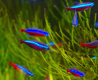 Tetras