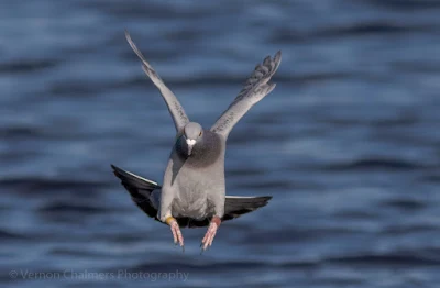 Image 2: Rock Pigeon in Flight over the Diep River, Woodbridge Island
