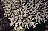 Acropora aculeus 4