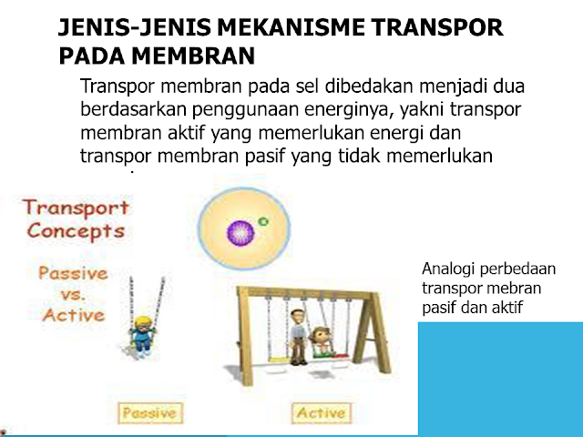 Jenis-jenis Mekanisme Transpor Pada Membran