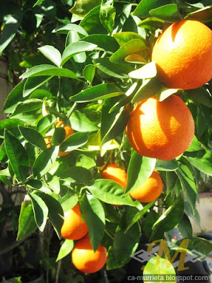 Murrieta: Oranges