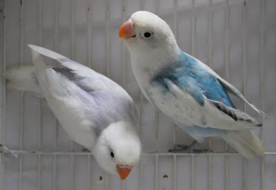 Mengenal Lovebird Dominan Peid Light Form