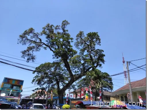 Hasil Foto Kamera Asus Zenfone 4 Max Pro ZC554KL