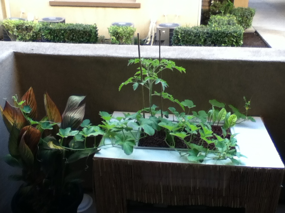 Infinite Aquaponics: DIY apartment aquaponics system