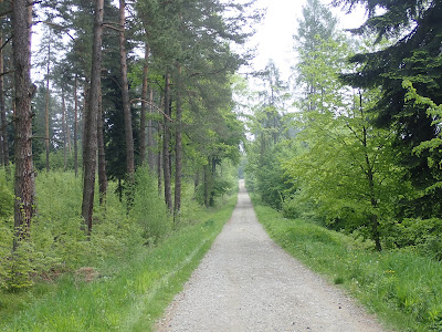 grzyby 2019, grzyby w maju, w poszukiwaniu borowików ceglastoporych