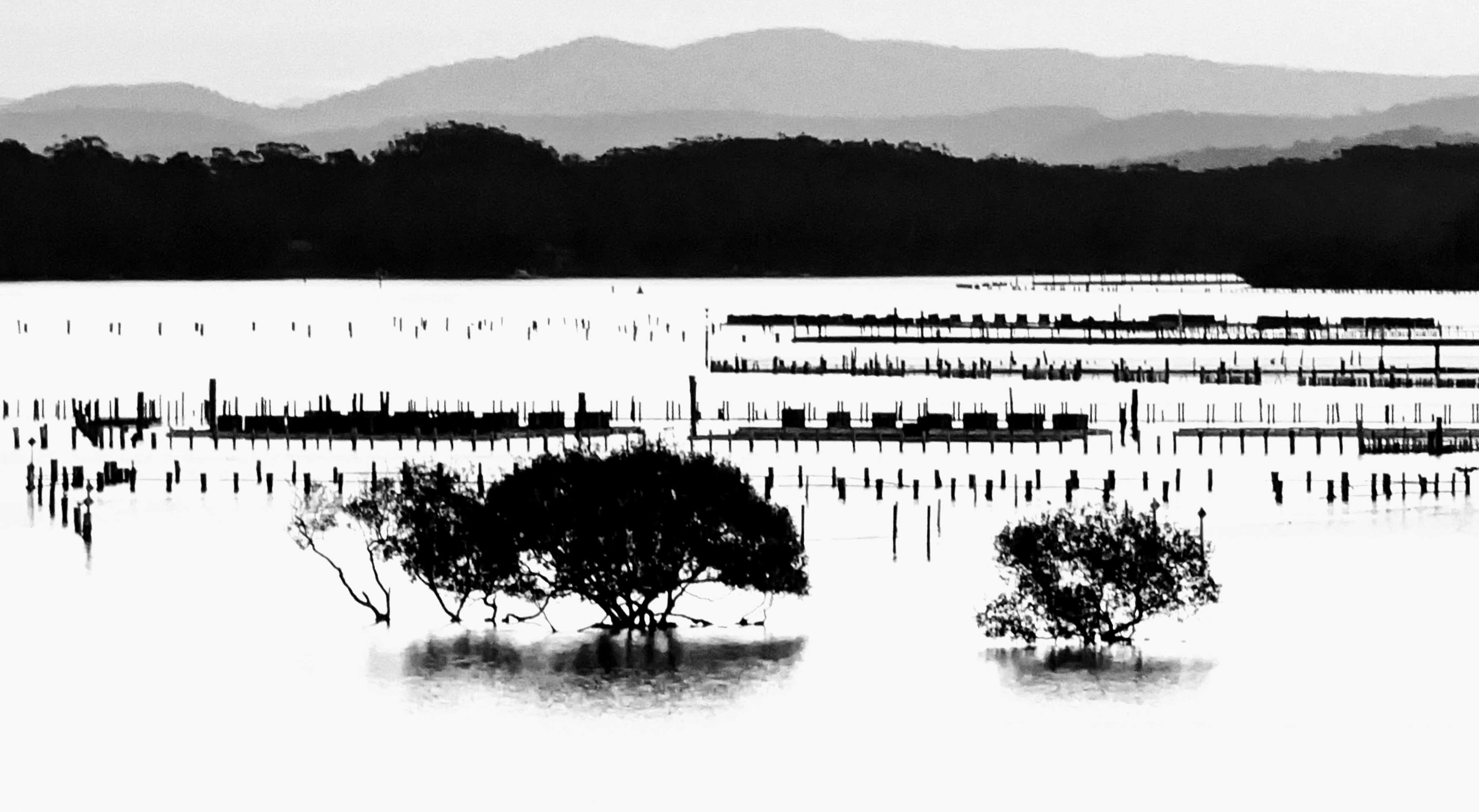 Monochrome photograph of a tidal lake with trees, oyster farm, and distant aerial hills