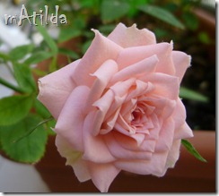 rosa rosa2