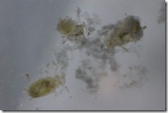Cloud formation during alcohol dehydration