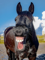 Cheval noir dont on voit bien les dents et qui semble rire.