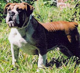 Rare Dog Breed Information, Campeiro Bulldog, Brazilian Bulldog Breed, Brasilian Bulldog Breed, ancient dog breed, rare dog breed, Brazilian Bulldogs, Brazilian Bulldog pictures, dog pictures, dog pics, dog photos, dog breed pictures of dogs, dog lovers sites, dog blogs, rare dog breed, dog pictures, dog pics, dog photos, dog breed pictures of dogs, dog lovers sites, dog blogs