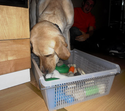 Hoops dives into the toy basket searching for his favorite toy!