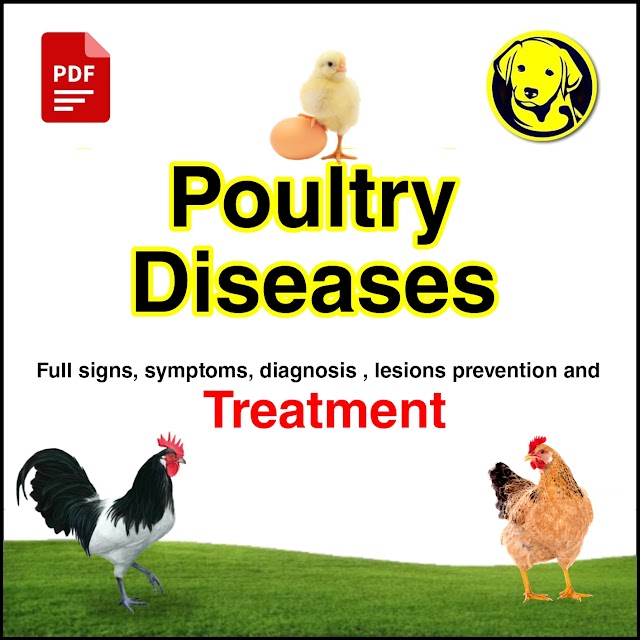 Free Download Important Poultry Diseases Full Pdf, Poultry Diseases with Treatment