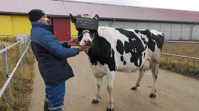 Cow wearing glasses is making farmers rich, knowing the reality, you will also start business