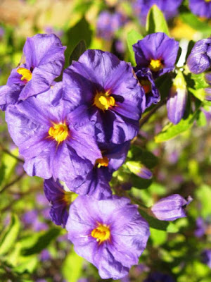 Purple flowers with yellow centres in the sunshine