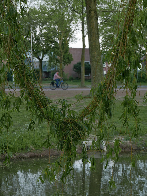 Enkele knoop in takken van treurwilg