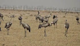 Common Indian Crane