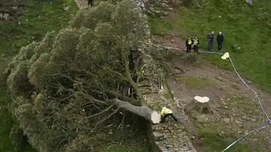 Arrested Man Damages Iconic 300-Year-Old Tree near Hadrian's Wall