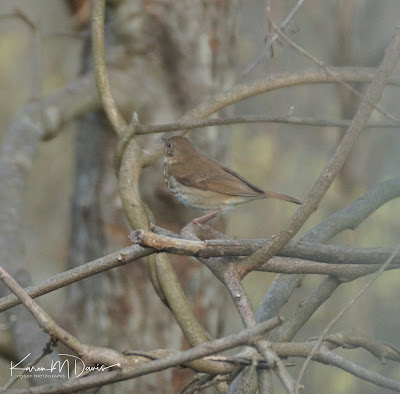 hermit thrush in branches