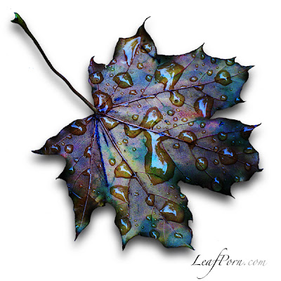 how to photograph leaves