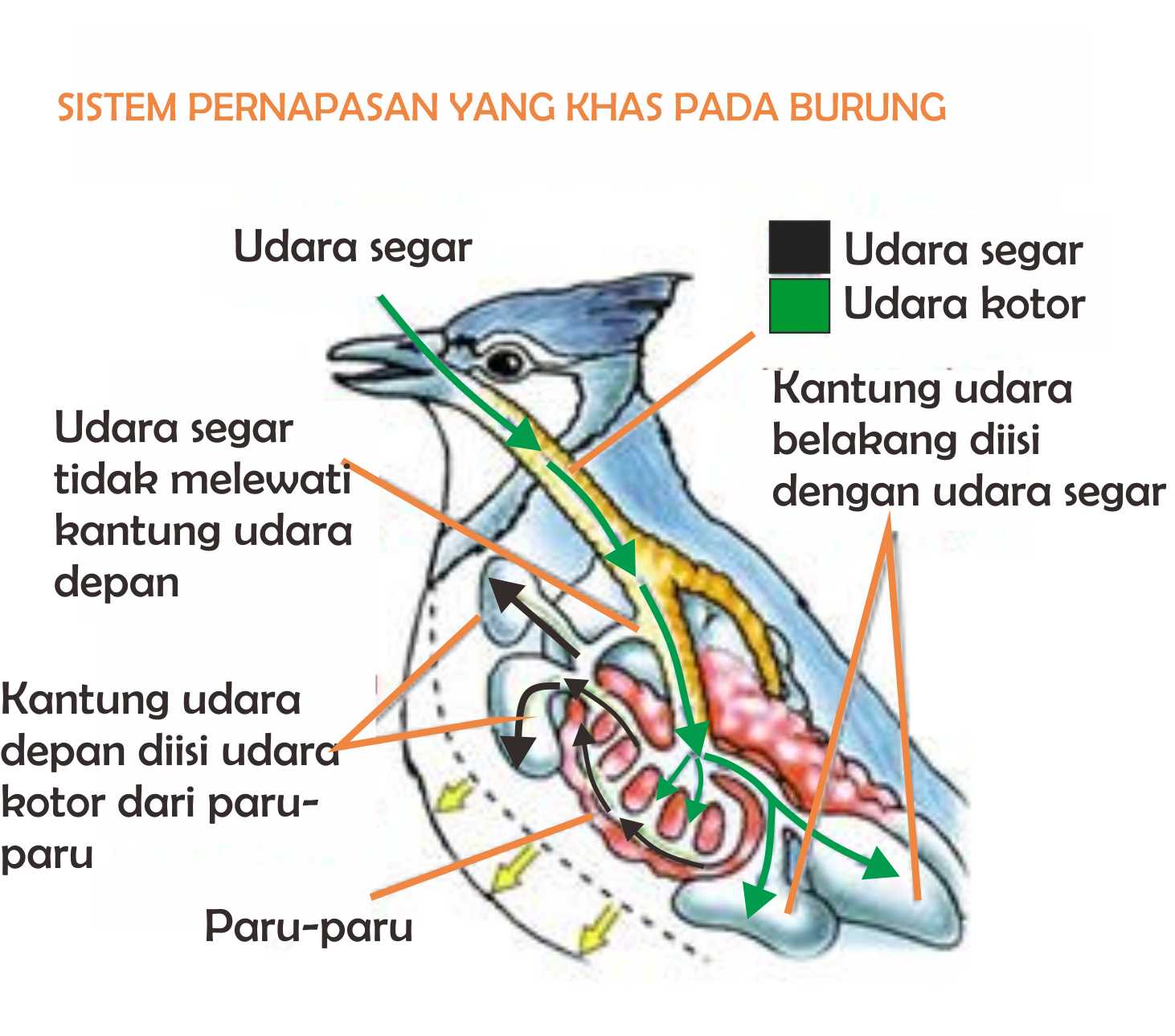 Contoh Alat  Pernapasan  Pada Hewan  Tugas Sekolah Ku