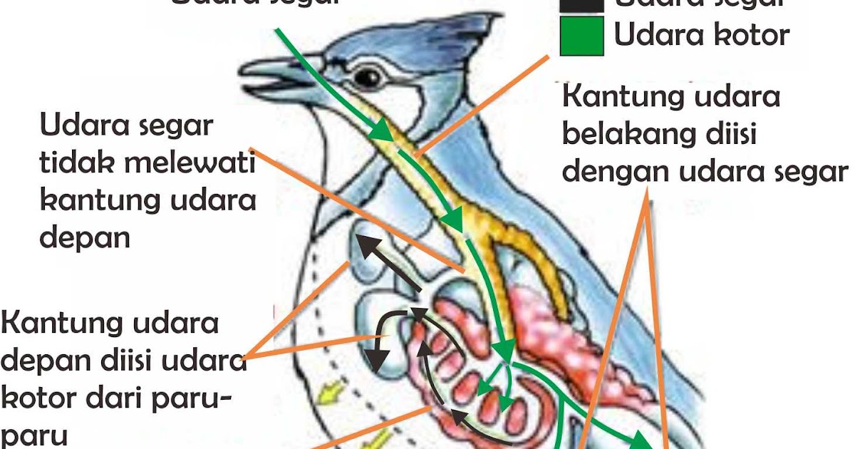  Contoh  Alat  Pernapasan Pada Hewan  Tugas Sekolah Ku