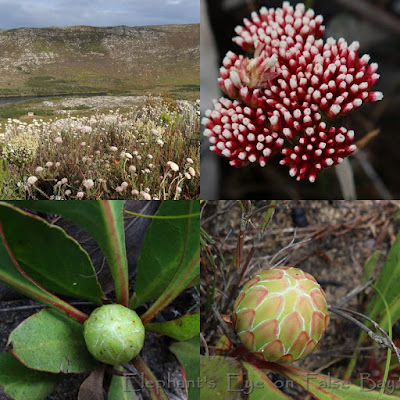 Anaxeton arborescens Protea acaulos Silvermine Crags in July