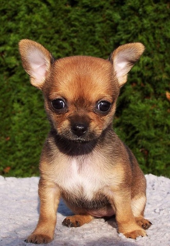 Chihuahua dog cute