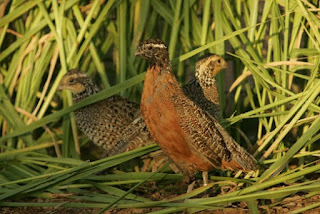 Content Quail Feeding Tips - Quail Feeding Mistakes