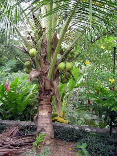 Coconuts, La Ceiba, Honduras