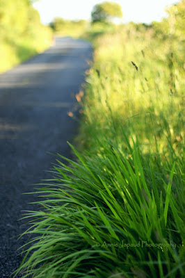 grasses by the road