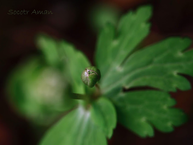 Anemone flaccida