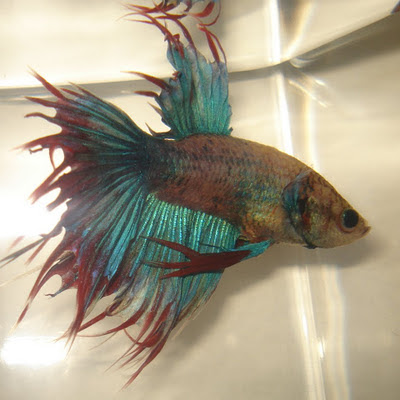 betta splenden