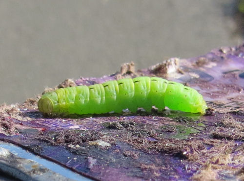 green caterpillar