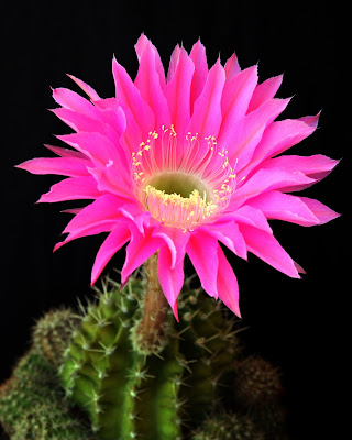 Good Morning with Pink Flowers