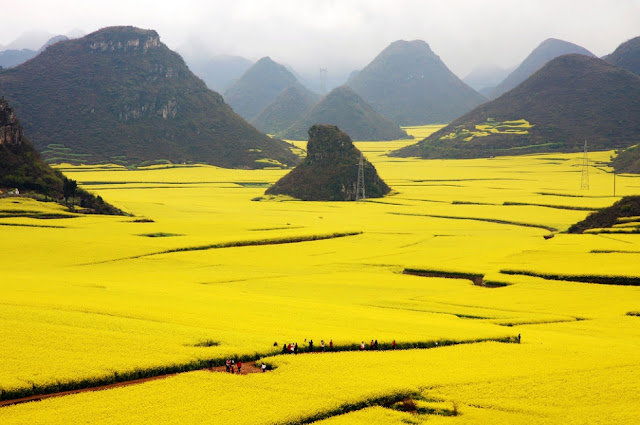 Canola Flower Fields Tourist Attractions China
