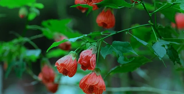 Ghantiphul  Hibiscus - Medicinal Plants Of Nepal