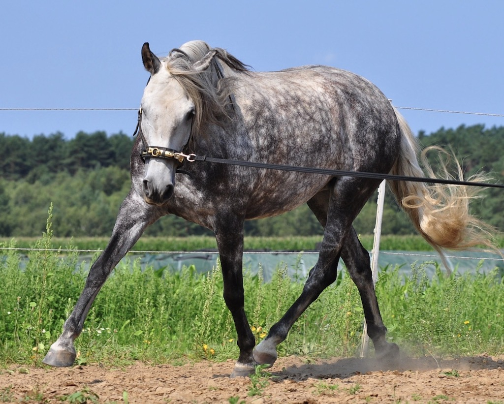 The Lungeing Course is a self-study course.