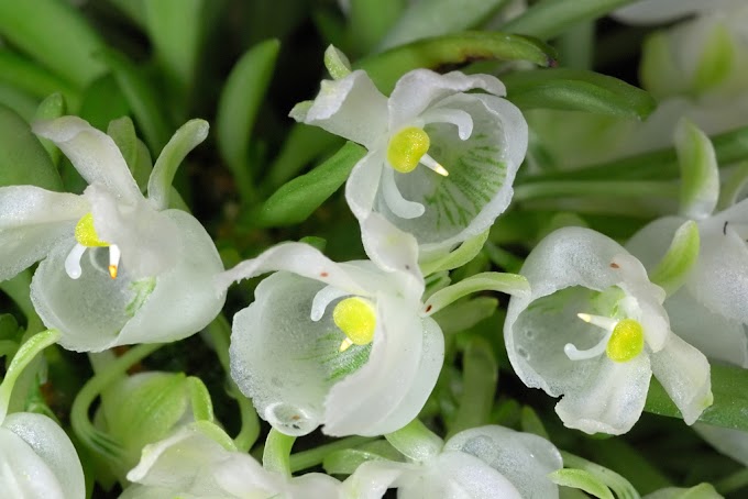 Centroglossa macroceras is a wonderful Orchid from Brazil