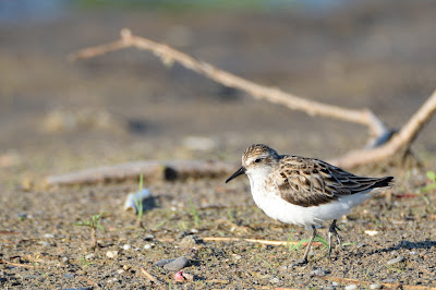 Semipalmated Sandpiper at Ashbridge's Bay Park in Toronto