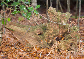 Triceratops skull?  Toy's Hill, 7 December 2013.